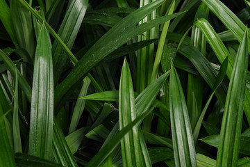 Green leaves in tropical Nature concept leaves