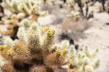 Cholla Garden