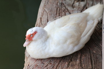 Mother duck with white on a wooden floor that is above the water surface