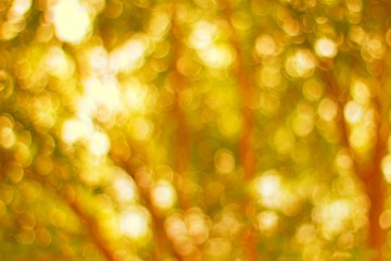 gold yellow luxury background picture abstract soft bokeh big right of tree gold color nature background