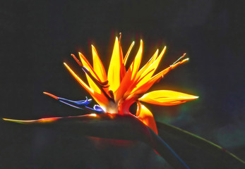 Bird of paradise