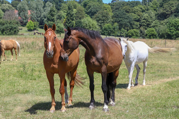 Obraz premium A horse in a wilderness in the countryside