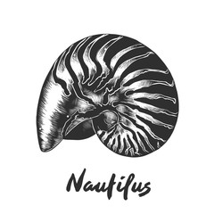 Vector engraved style illustration for posters, decoration and print. Hand drawn sketch of nautilus shell in monochrome isolated on white background. Detailed vintage woodcut style drawing.