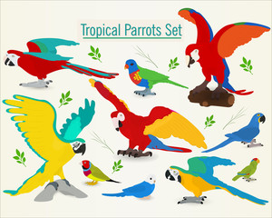 Collection of tropical parrots on a white background