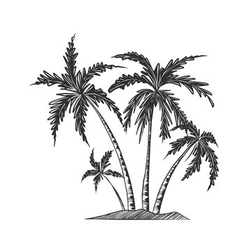 Vector engraved style illustration for posters, decoration and print. Hand drawn sketch of palm trees in monochrome isolated on white background. Detailed vintage woodcut style drawing.
