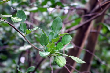 Fototapeta na wymiar Bergamot leaf, kaffir Lime Leaf