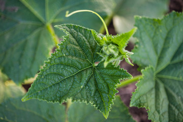 Bush zucchini in the ground. Young zucchini plant in a vegetable garden