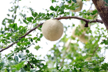 Herb Makwid, wood-apple on tree of Edible Thai fruit of subcontinent asia