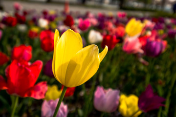 Tulips in Odaiba