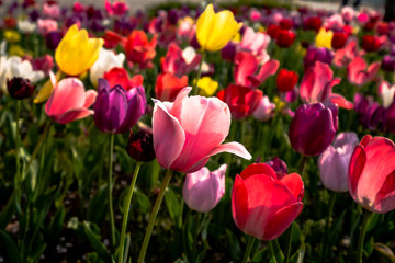 Tulip in Odaiba