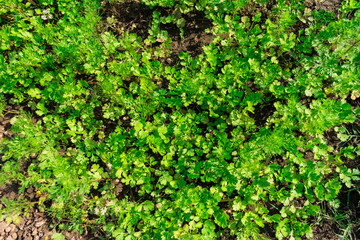 small plant corinder greenery leaf  close view from top of the plant.