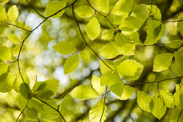 Leaves on a tree with the sun shining through them