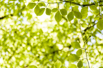 Fototapeta na wymiar Leaves on a tree with the sun shining through them