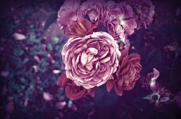 Roses in the garden. Vintage. Pastel.