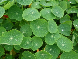 初夏のガーデン