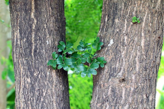 Haulm and leaf, Herb of wood-apple fruit (Edible Thai fruit of subcontinent asia)Herb Makwid, Limonia, Curd Fruit, Elephant Apple, Gelingga, Kavath, Monkey Fruit, Wood Apple, Rutaceae, growth of trees