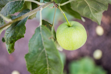 organic green apples on a tree