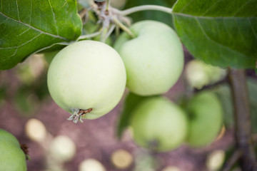 organic green apples on a tree