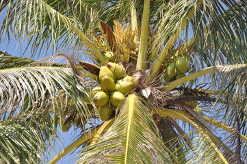 Fototapeta premium Palm tree, travel and vacation