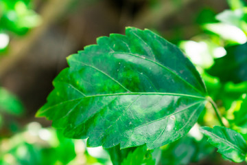 hibiscus tree leaf close view looking awesome near home garden.