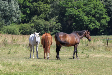 Obraz na płótnie Canvas A horse in a wilderness in the countryside