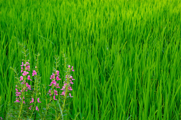 Angelonia goyazensis Benth On the rice field.
