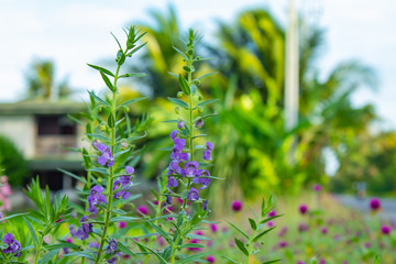 Obraz premium Angelonia goyazensis Benth On the rice field.