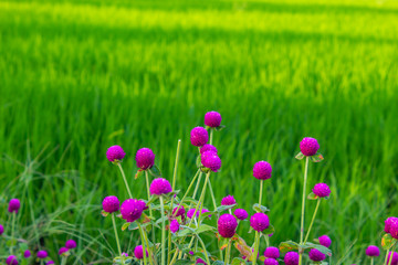 Gomphrena globosa  On the rice field.