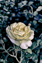 Roses in the garden.