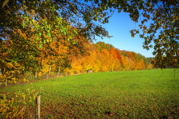 Pasture and forest in autumn, Lüneburg Heath, Northern Germany