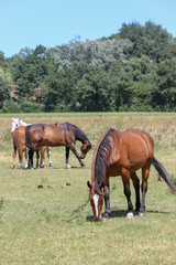 Fototapeta premium A horse in a wilderness in the countryside
