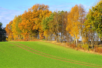 Row of trees between fields in autumn, Lüneburg Heath, Northern Germany