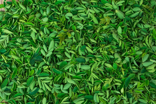 Drumstick greenery leaf collected on a plate close view awesome snap.
