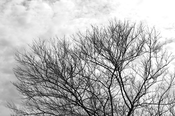 Dry Bushes gray black, Bare tree branch and sky for background nature design, Thicket of branches, Twigs dry tree Autumn nature