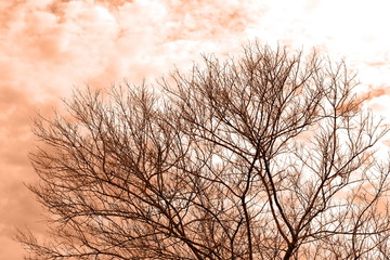 Dry Bushes brown, Bare tree branch and sky for background nature design, Thicket of branches, Twigs dry tree Autumn nature