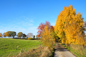 Rural view of a small road with autumn trees, Lüneburg Heath, Northern Germany