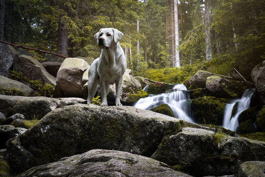 beautiful purebred labrador retriever dog puppy standing in a green forest in fron of waterfall