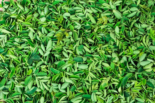 Drumstick greenery leaf collected on a plate close view awesome snap.