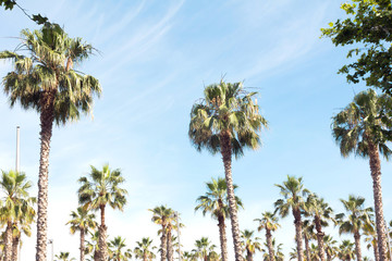 Naklejka premium Beautiful palm trees and sky. Natural tropic background. 