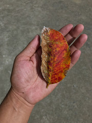 Fototapeta na wymiar Dry leaves in hand, orange leaves wither, leaves, winter, global warming, leaf fall red