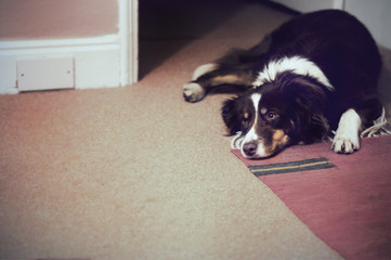 Border Collie lay down on a carpet