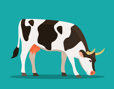 Spotted cow eats grass isolated. Vector flat style illustration