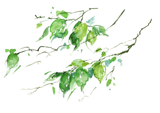 Watercolor drawing, a branch of a birch, an apple-tree, a cherry, a poplar with leaves. Green leaves in the wind. An abstract splash of paint. On white isolated background. Watercolor logo, card.