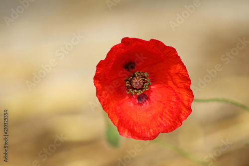 Un Gros Plan Sur Une Fleur De Pavot Coquelicot Rouge Et Son