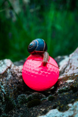 A big colorful snail sitting on the pink golf ball. Slow and lazy game play concept.