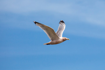 Möwe am Himmel
