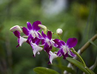 Flower of wild violet and white orchid