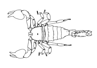 Fototapeta premium scorpion vector outline