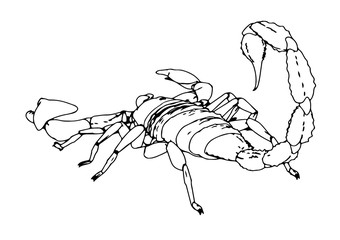 scorpion vector outline