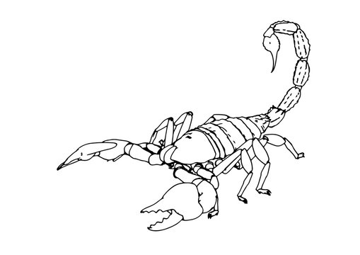 Scorpion linear or tattoo sketch hand Royalty Free Vector